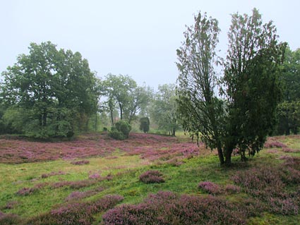 L�neburger Heide