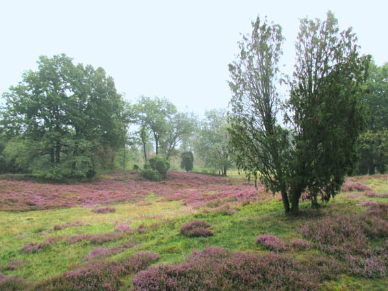 die L�neburger Heide